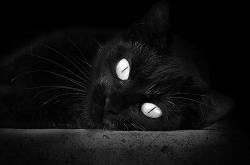 LOL赛事-当欧冠半决赛的绿茵场铺上硬木地板，灰熊155cm空中足球力克篮网终极报告