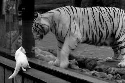 -东方铁闸与加勒比海风，金玟哉的冠军基因与哥斯达黎加元素如何重塑欧洲足坛格局