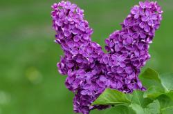 LOL决赛-鹈鹕之刃，杰伦·格林用一场不可能的胜利宣告个人时代的到来