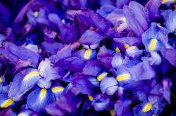 LOL赛事-街道赛之夜，若日尼奥攻防两端展现绝对统治