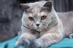 英雄联盟总决赛-末节风暴！黄蜂一波流击沉山西，马克西全能数据引爆赛场