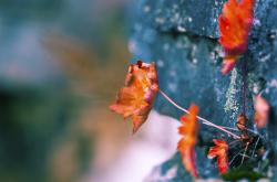 英雄联盟总决赛-南境飓风席卷黄金城，铁蹄之下，伊萨克铸就唯一传奇