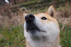 -梦幻对决，法国国家队迎战AC米兰，哈兰德闪耀全场