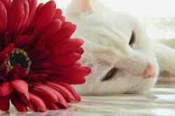 英雄联盟总决赛门票-无名之辈的咆哮，小贾伦爆发背后的热火团队压制力击垮豪门凯尔特人