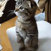 英雄联盟总决赛-跨界制霸，塔图姆从麦迪逊广场花园杀向F1街道赛的终极接管