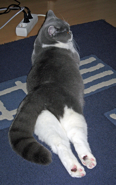 战术纪律与天才直觉的交锋,莱比锡红牛完胜威尔士背后的梅西式悖论