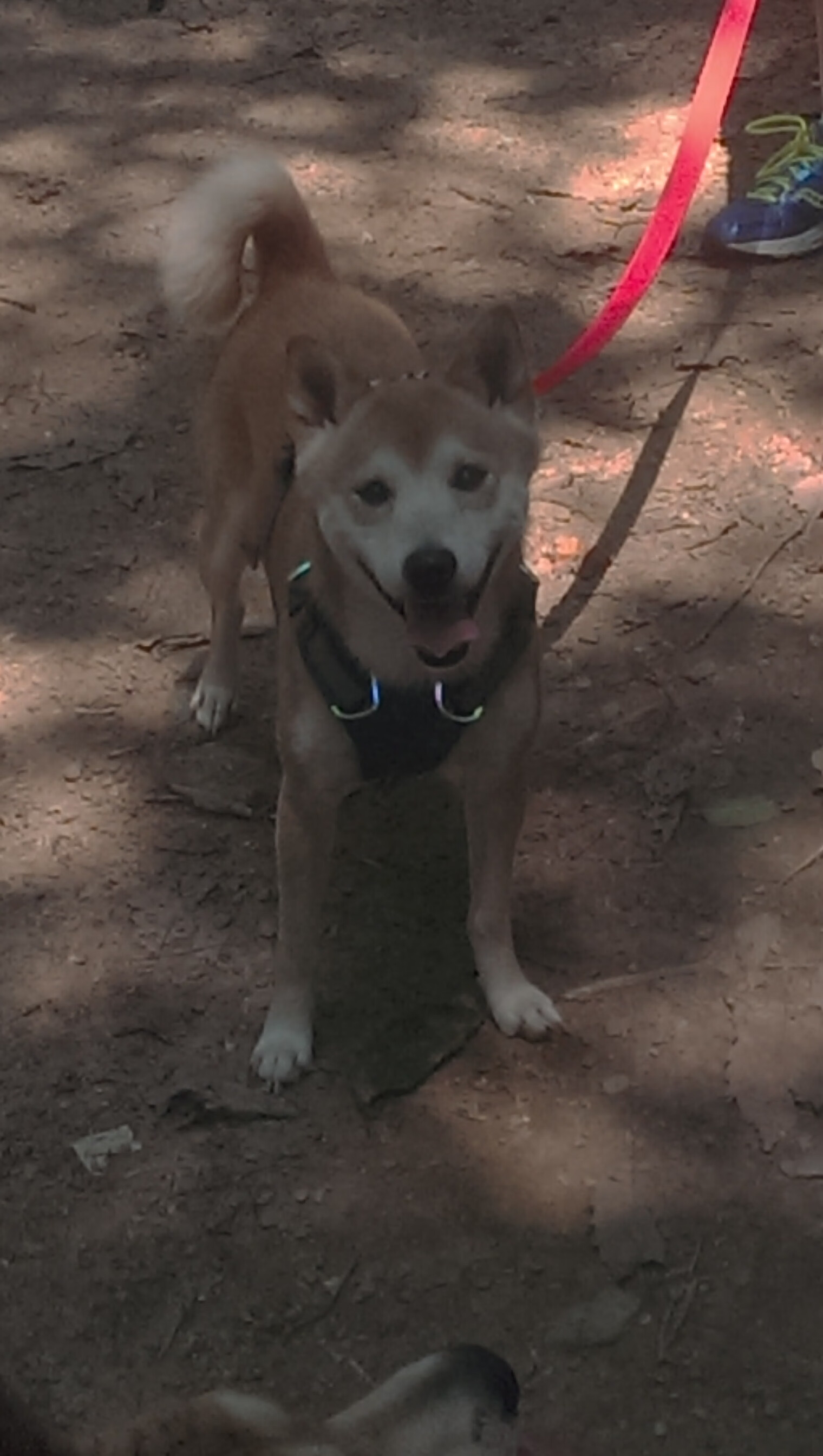 东契奇完美掌控节奏 黄蜂逆转鹈鹕之夜唯一主角诞生