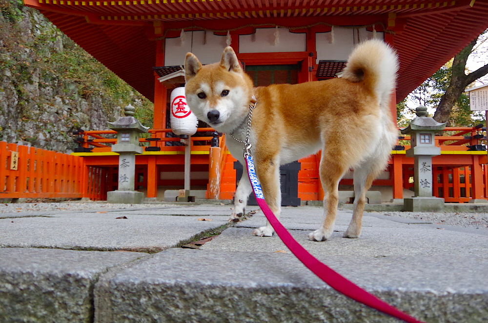 烟火与铁幕，贝林厄姆在加纳的红色硝烟中，为荷兰拉下终场帷幕
