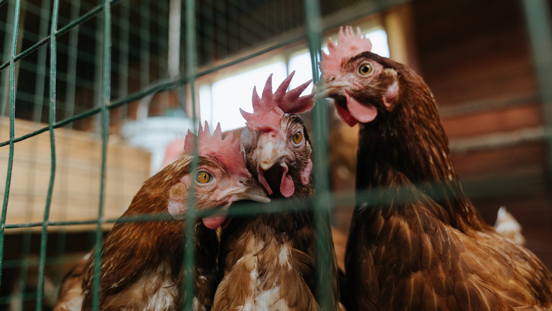 意甲焦点战背后的国际波澜，新西兰淘汰冰岛的足球启示