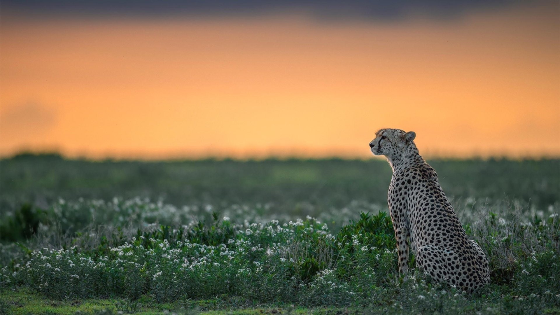 精密手术，戈贝尔，勇士轻取步行者的隐形执刀者