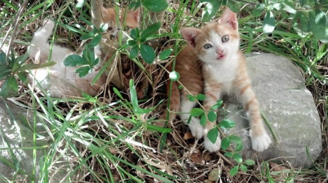 欧文与费城交响曲，当华丽独奏击碎勇士的团队协奏