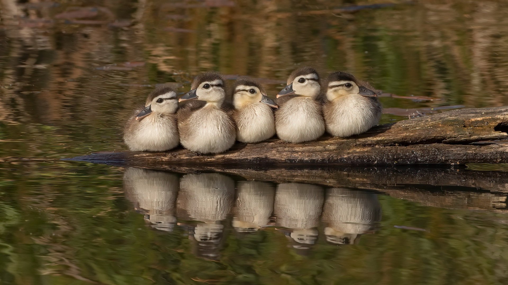 横扫与满分的悖论，当篮网割裂勇士，武切维奇用评分重构胜利