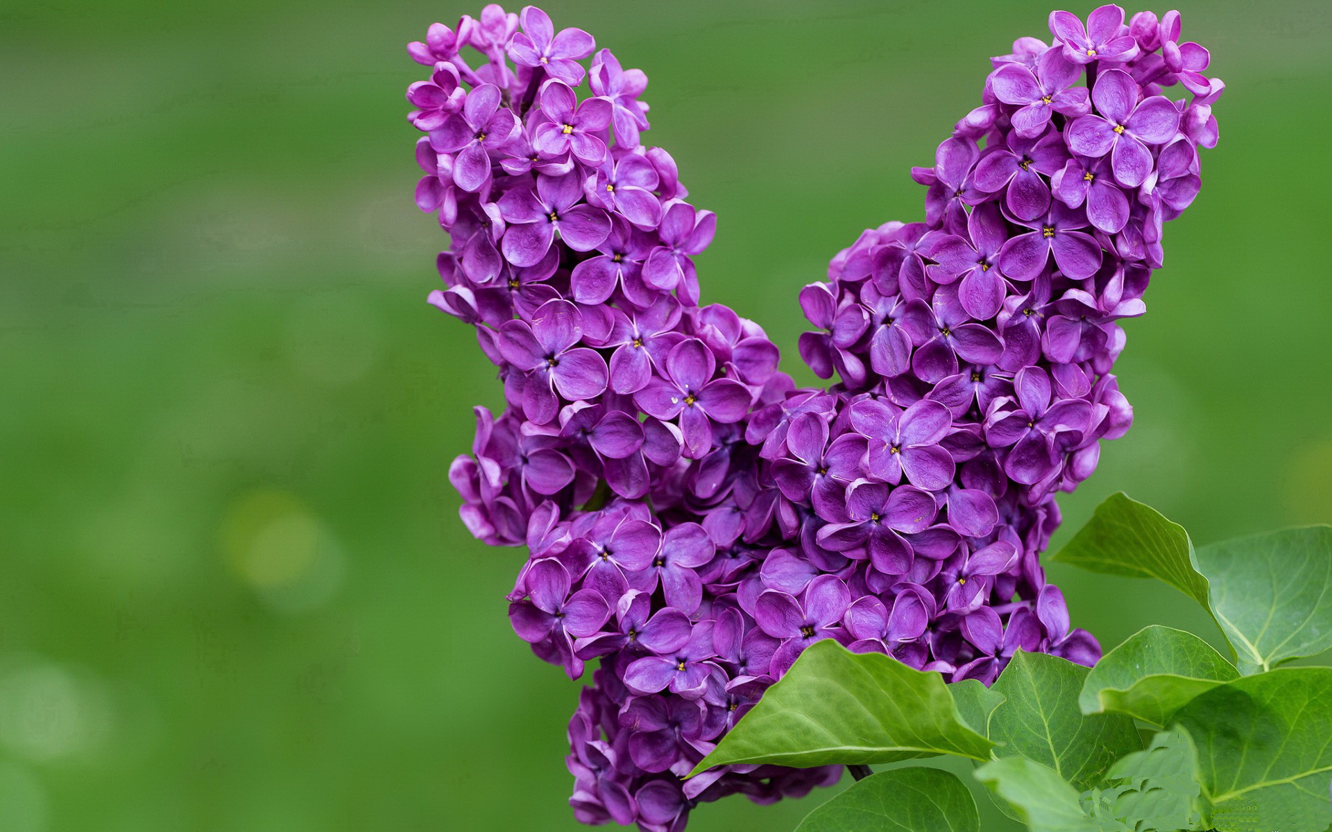 鹈鹕之刃，杰伦·格林用一场不可能的胜利宣告个人时代的到来