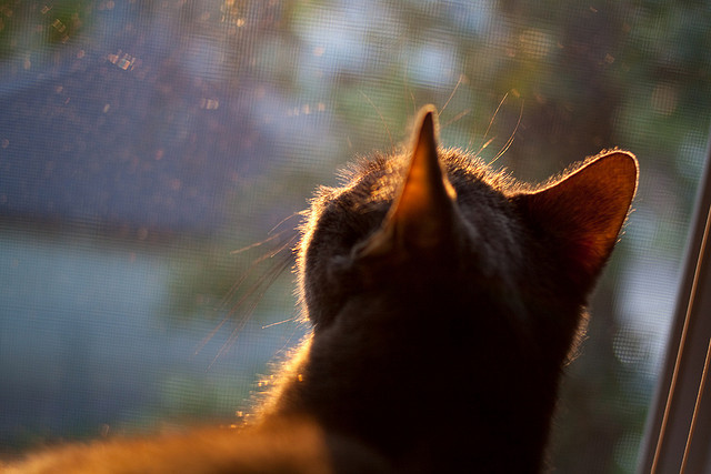 格列兹曼的客场秀，当德国遇见摩洛哥，巨星的价值在战术镜鉴中闪耀