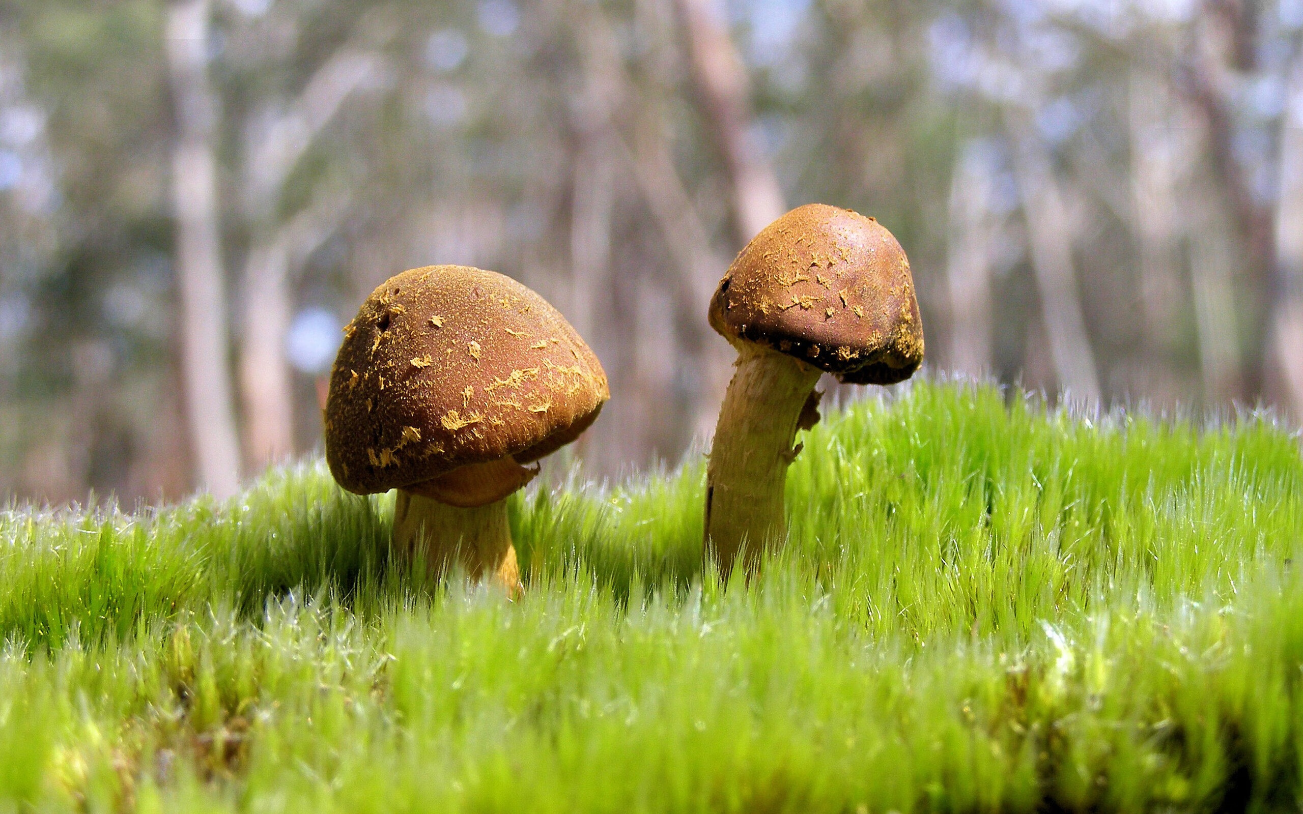 绿茵轴心,德里赫特如何在对阵爱尔兰一役中驱动拜仁节奏