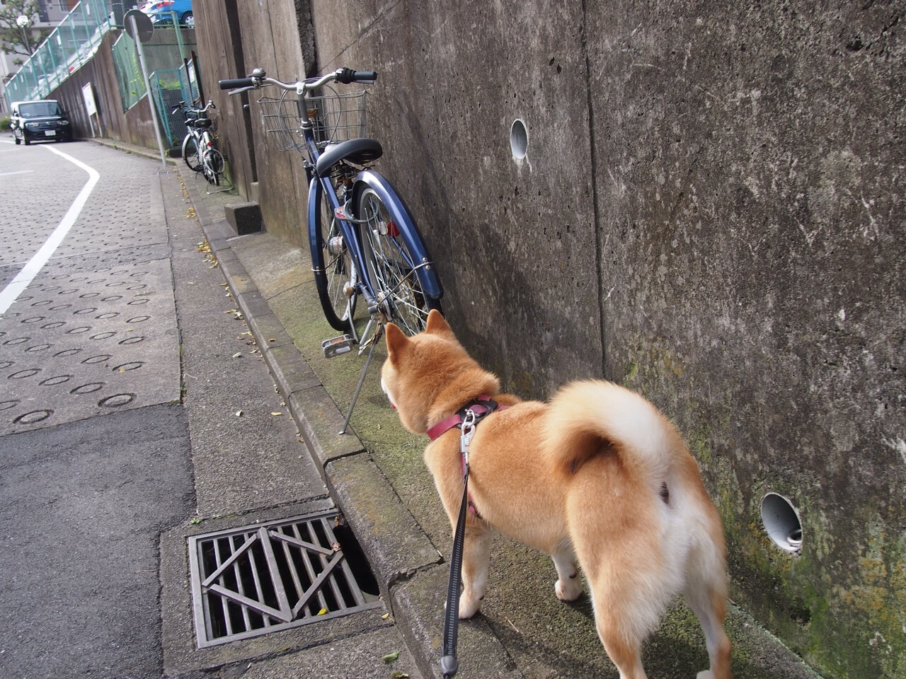 库里防守端锁死对手！新疆队速胜魔术创历史，一场颠覆想象的篮球对话