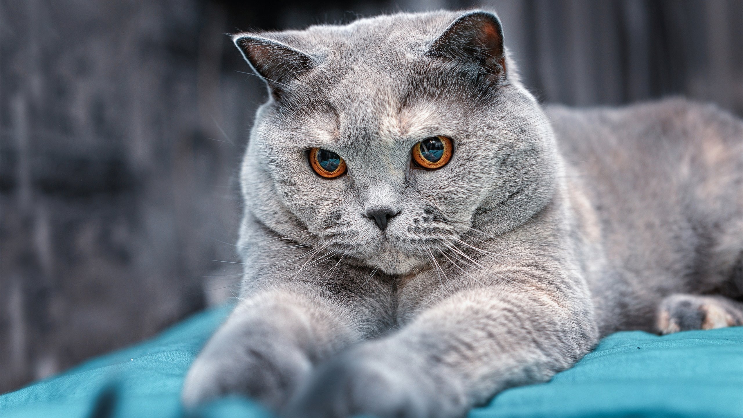 末节风暴!黄蜂一波流击沉山西,马克西全能数据引爆赛场