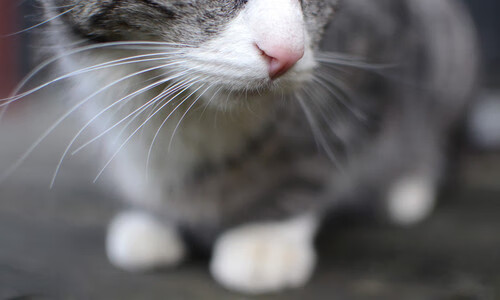 横跨太平洋的对决，拉文攻防两端绝对统治，马刺表演赛力克广东