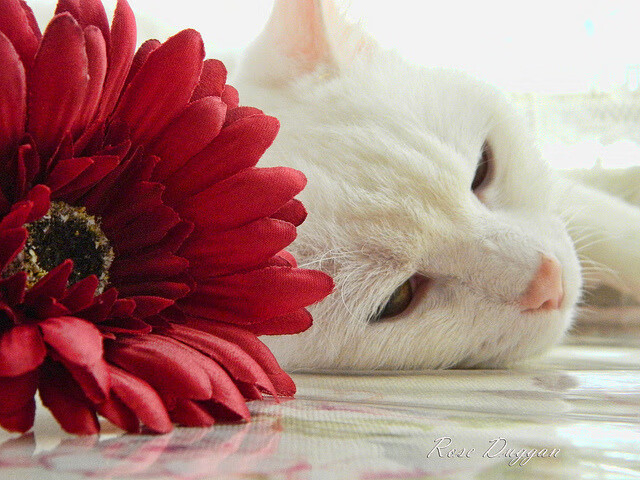 活塞对阵雄鹿，当唯一性在黑暗中燃烧，哈利伯顿的生涯之夜是绝境独舞