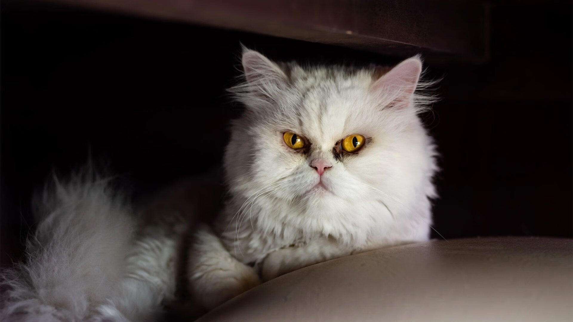 幻术与长白山的对决，班凯罗如何主宰比赛走向，带领魔术争冠战战胜吉林