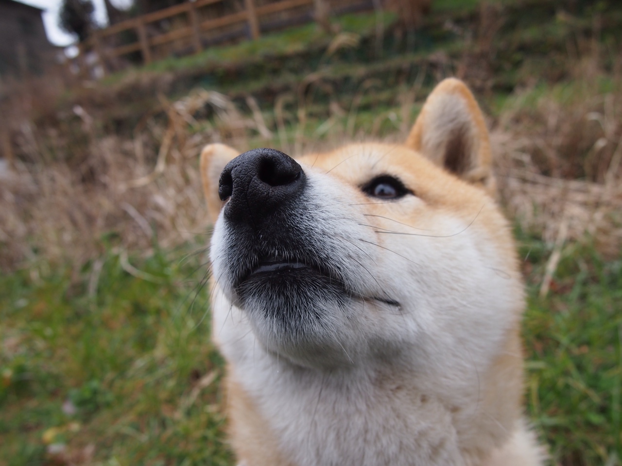 梦幻对决，法国国家队迎战AC米兰，哈兰德闪耀全场