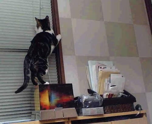 百川归海，小贾伦生涯之夜汇入太阳制霸之海