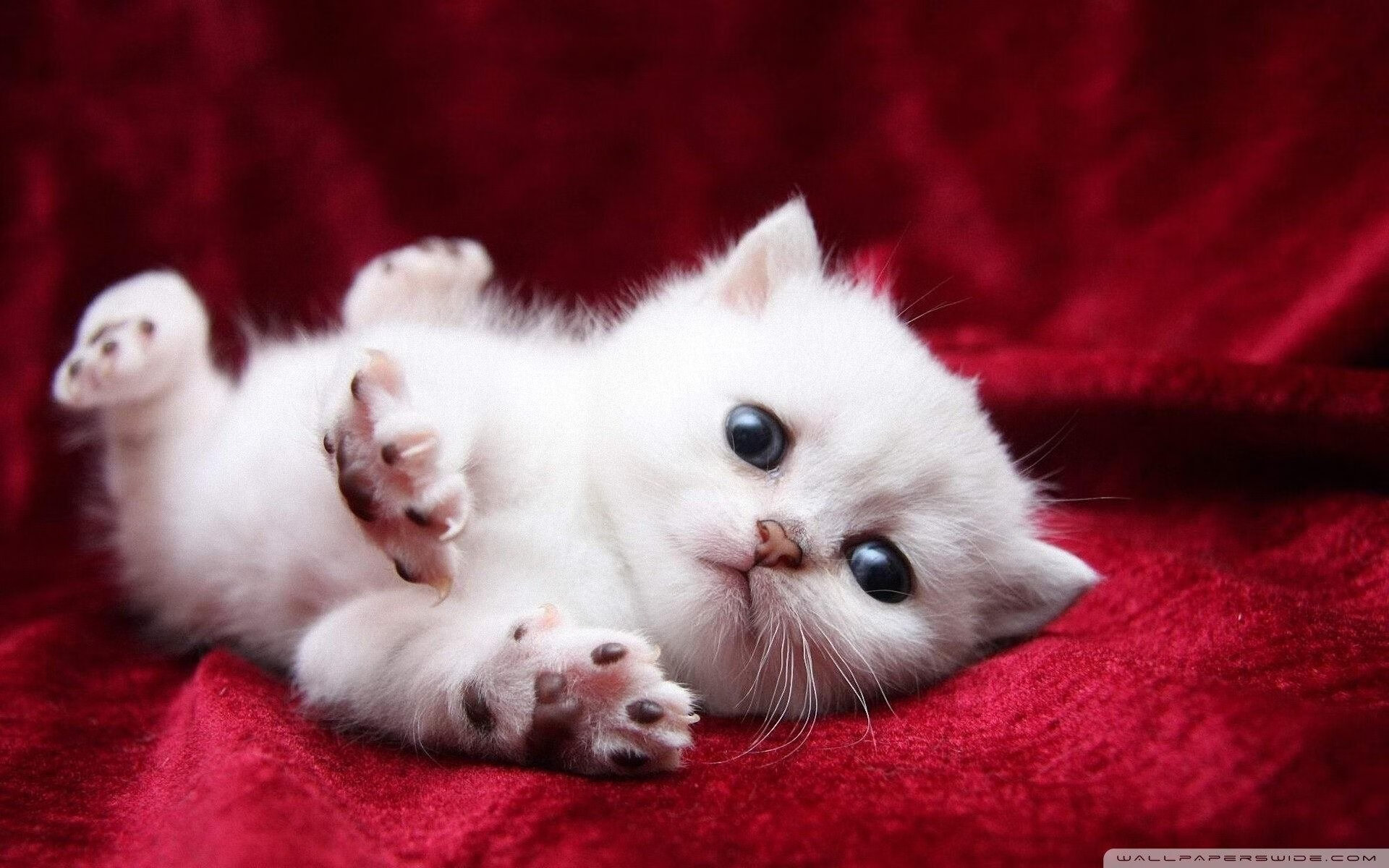 基耶萨神级演出!摩洛哥后防炼狱中,苏格兰的悲壮与救赎