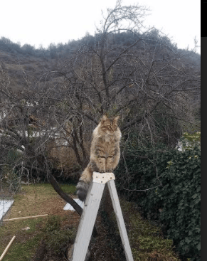 黄色潜水艇击沉巨轮，弗拉霍维奇一锤定音，比利亚雷亚尔如何将拜仁推下神坛