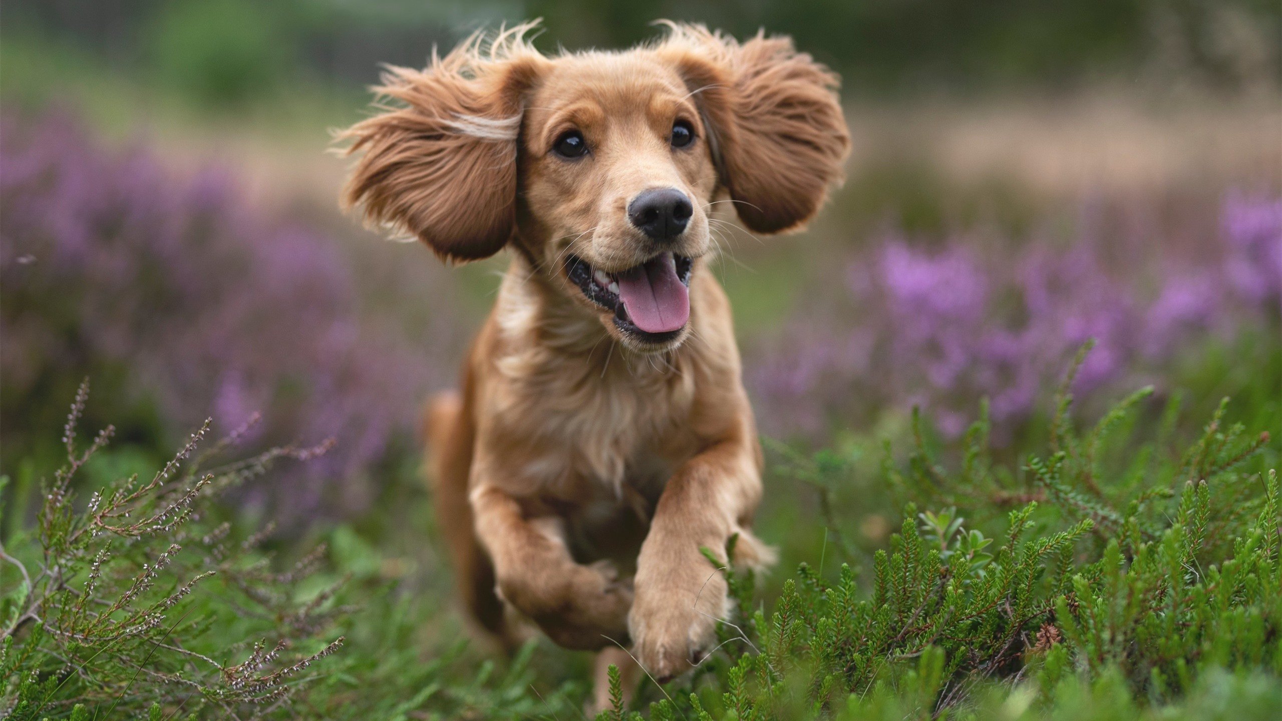 撕裂疆土防线！莫兰特缺阵贝恩轰40+三双，爵士客场掀翻新疆男篮